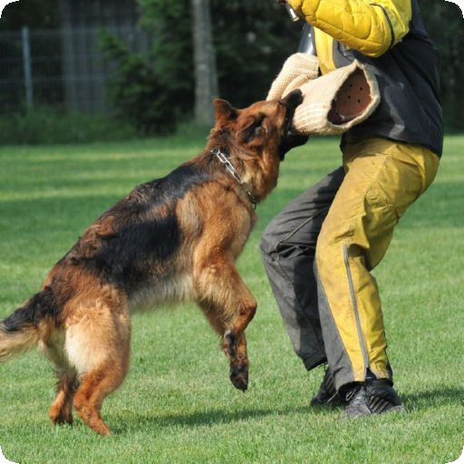 German Shepherd Sounds Latest Version Apk