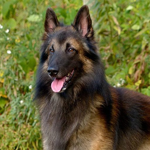 Monami Belgian Tervurens