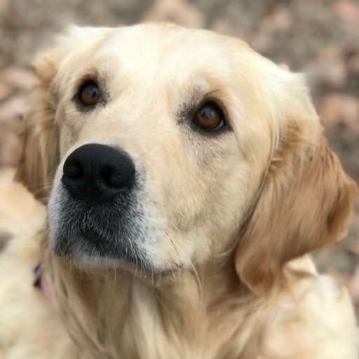 Snake River Golden Retrievers Your New Best Friend Awaits
