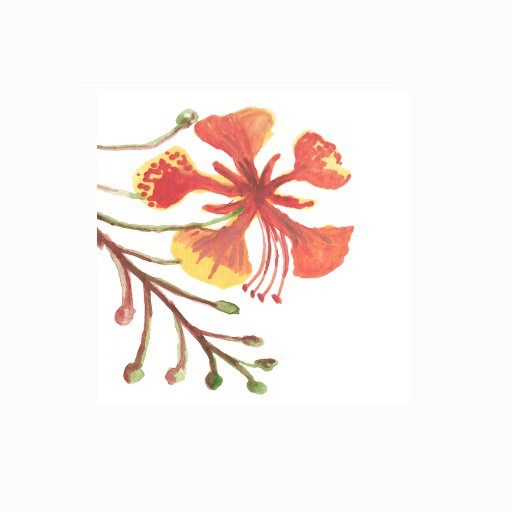 Gulmohar Zazzle Store Watercolor Home Decor