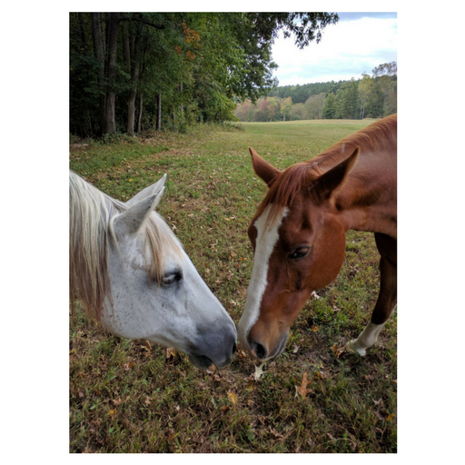 Cropped Site Icon Horseback Riding Near Raleigh, Nc