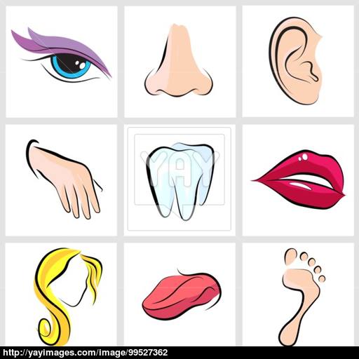 Set Of Vector Icons Human Body Parts Vector