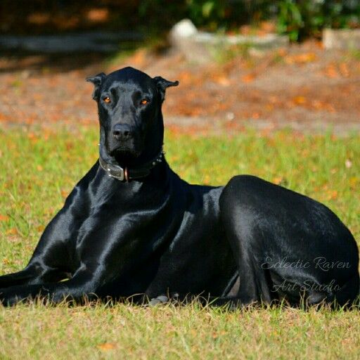 Doberdane
