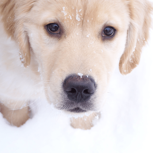 Golden Breeder Allen Bain