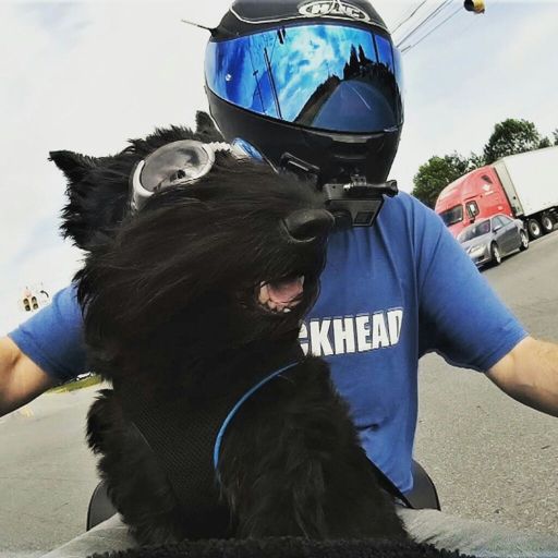 Paceymoto Motorcycle Amino Amino