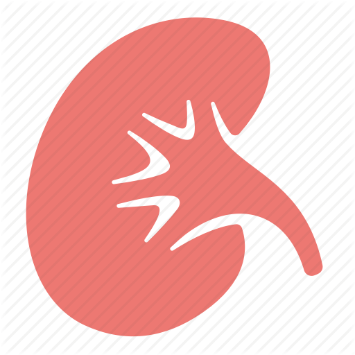 Anatomy, Biology, Body, Human, Kidney, Medicine Icon