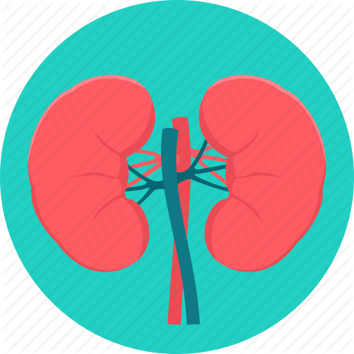 Anatomy, Kidney, Kidneys, Medical, Organ Icon