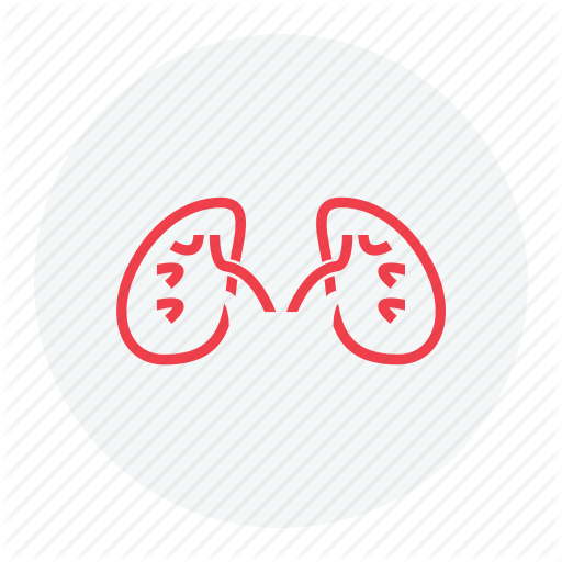 Boby, Kidney, Kidney Icon, Kidneys Icon
