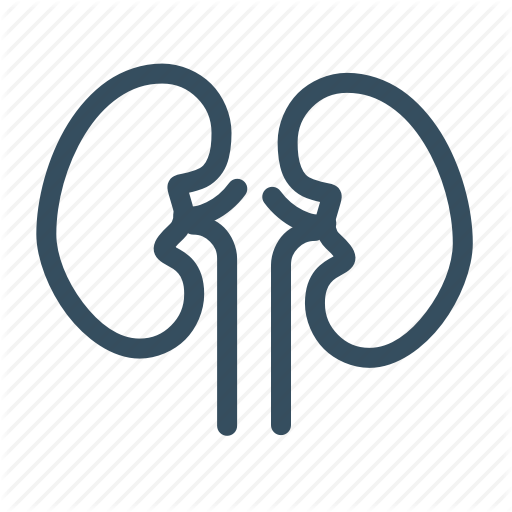 Body, Human, Human Body, Kidney Icon