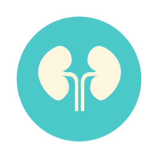 Flat Kidney Circle Icon