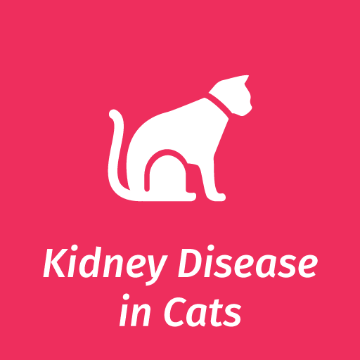 Information On Chronic Kidney Problems In Older Cats Elanco Uk