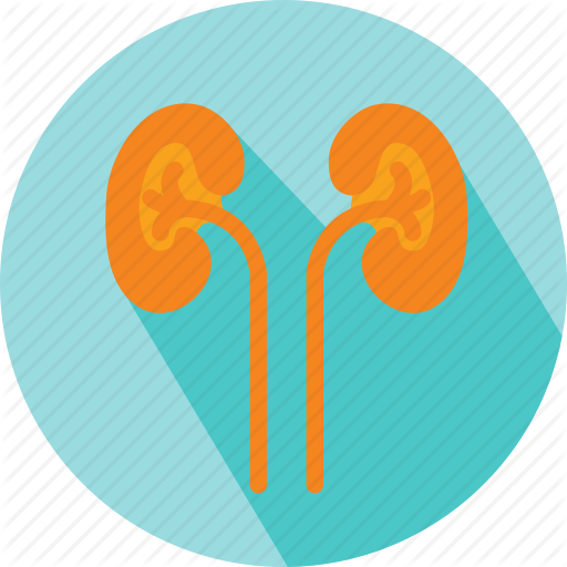 Kidney, Medical Organs, Organs Icon