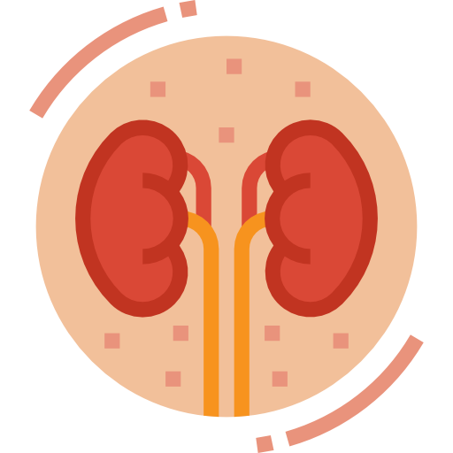 Kidney