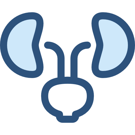 Kidney Icon