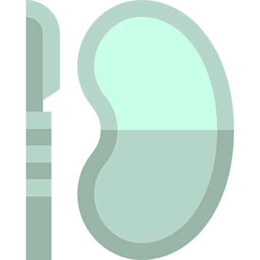 Tools And Utensils, Kidney, Organ, Medical, Dish, Anatomy, Kidneys