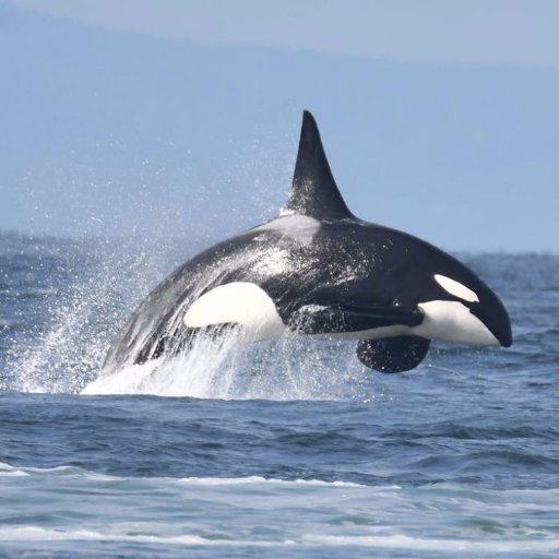 Wild Whales Vancouver