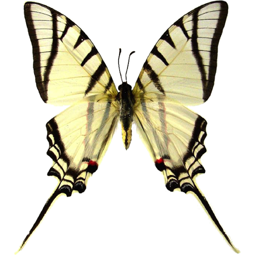 White Kite Swordtail