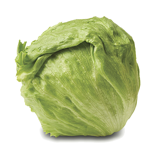 Iceberg Lettuce