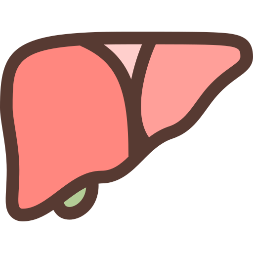 Kidneys Kidney Png Icon