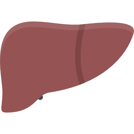 Liver