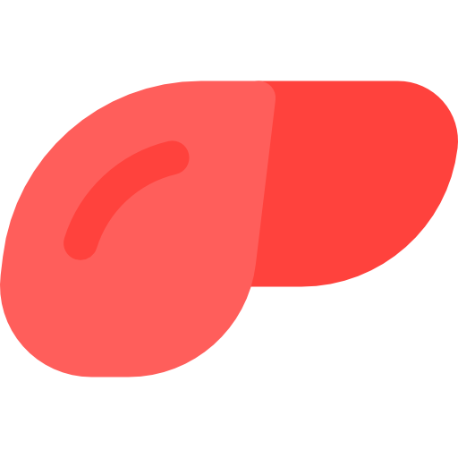 Medical, Organ, Body Parts, Anatomy, Liver, Healthcare And Medical