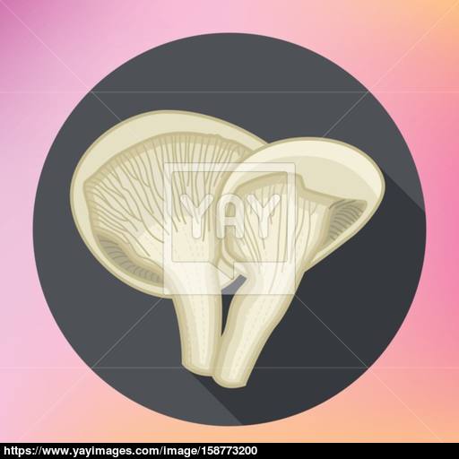 Milk Mushroom Flat Design Icon Vector