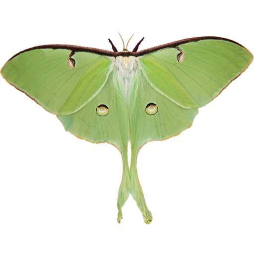 Luna Moth Icon