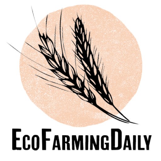 Farmers Battle Gmo Contamination Eco Farming Daily