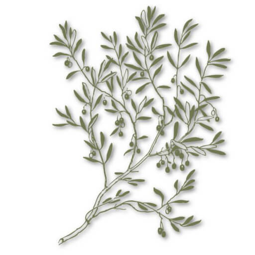 Wild Olive Branches