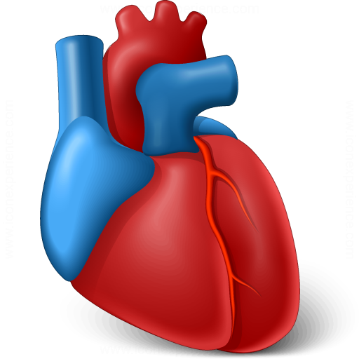 Iconexperience V Collection Heart Organ Icon
