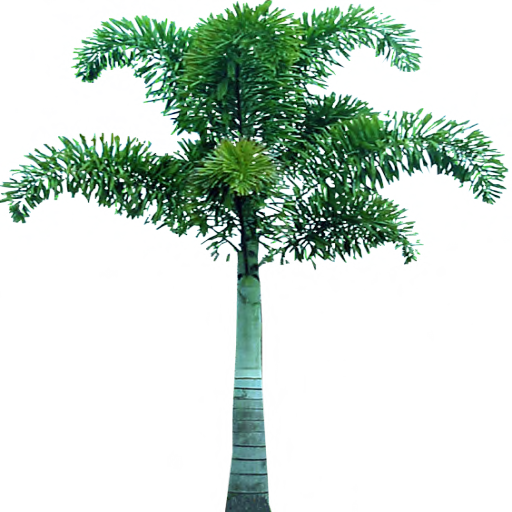 Palm Tree Transparent Png Pictures