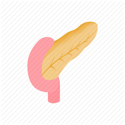 Anatomy, Body, Digestive, Isometric, Organ, Pancreas, System Icon