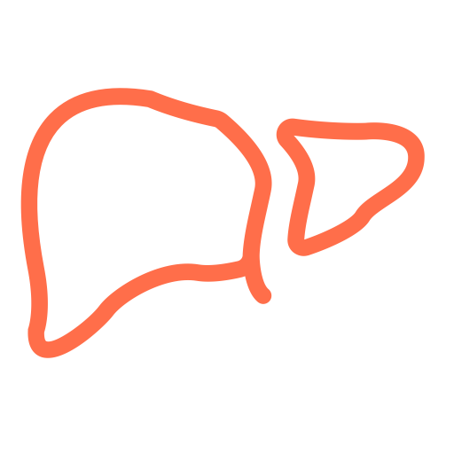 Liver, Gallbladder, Pancreas And Spleen Icon With Png And Vector