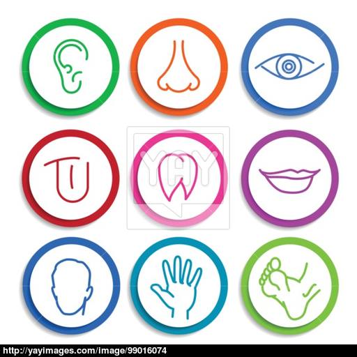 Set Of Vector Icons Human Body Parts Vector