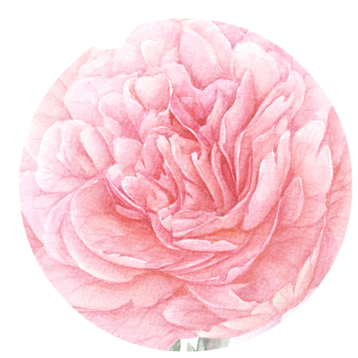Peony Free Png