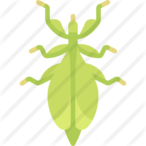 Leaf Insect