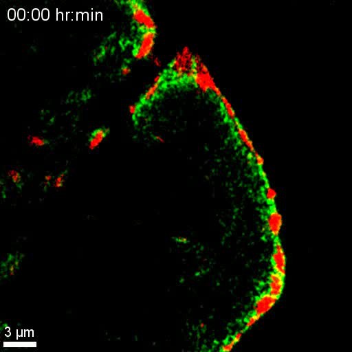 Talin Interaction Controls The Recruitment Of Cortical
