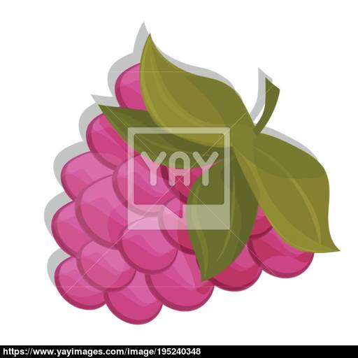 Sweet Berry Isolated On White Background Vector Icon Raspberry