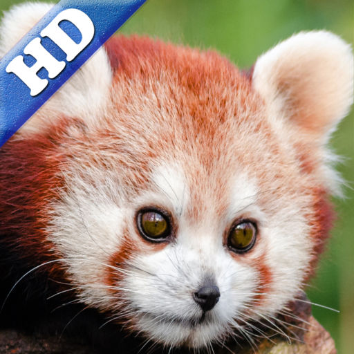 Red Panda Puzzles Jigsaws Games With Wild Animals In The Zoo Hd