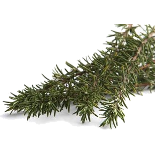 Herbs Rosemary Punnet Each