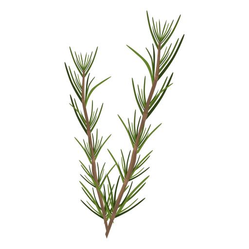 Rosemary Png Images In Collection