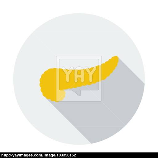 Pancreas Icon Vector