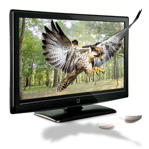 Eagle Icon Free Download As Png And Icon Easy