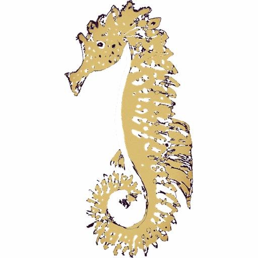 Seahorse Whimsy