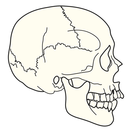 Medical Illustration Skull Side View