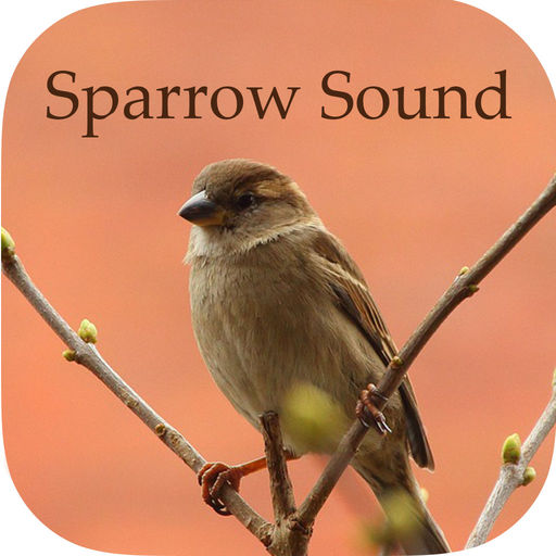 Sparrow Sounds