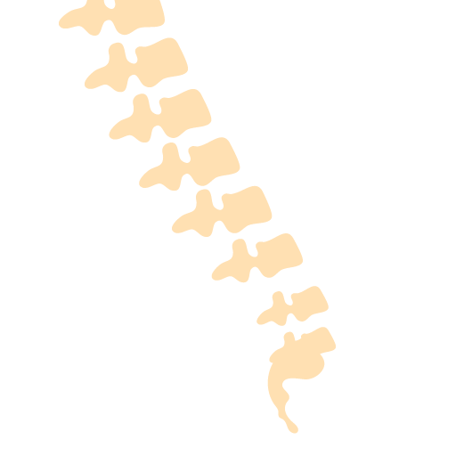 Icon Spine X Ray