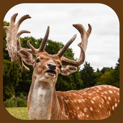 Wild Stag Animal Sniper Hunter Simulator App
