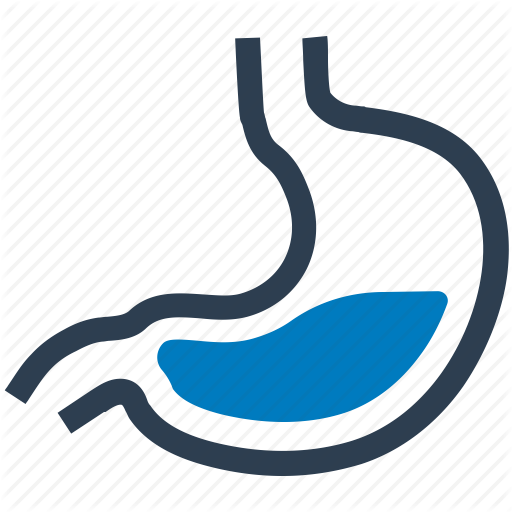 Gastroenterology, Human, Stomach Icon