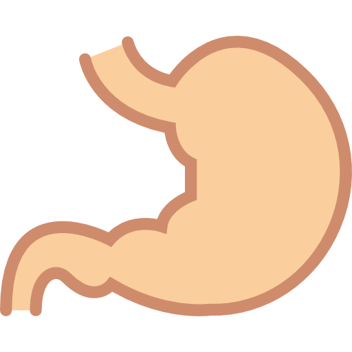 Organ, Body Parts, Anatomy, Medical, Stomach Icon